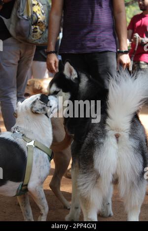 Husky siberiano in petpark senza foto del proprietario Foto Stock