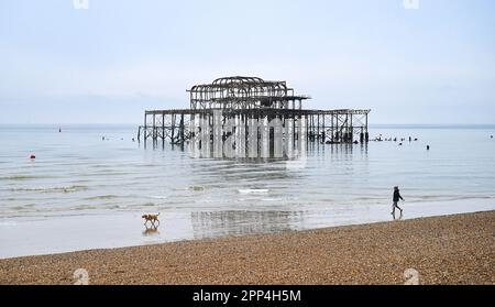 Brighton UK 22nd aprile 2023 - Un camminatore del cane passa dal molo ovest di Brighton alla bassa marea su una mattina grigia opaca lungo la costa sud: Credit Simon Dack / Alamy Live News Foto Stock