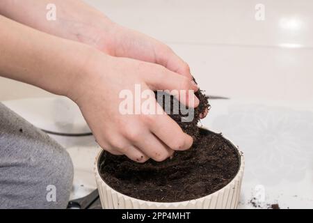 Freesia. Il processo di piantare bulbi di fiore di freesia in una pentola bianca Foto Stock
