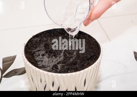 Freesia. Il processo di piantare bulbi di fiore di freesia in una pentola bianca Foto Stock