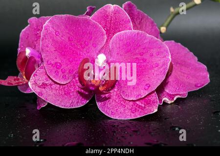 Vista ravvicinata delle splendide orchidee su sfondo scuro con gocce d'acqua sui petali. Foto Stock