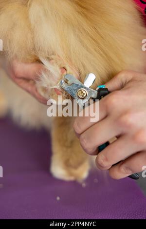 mani forbici artigli gatto, dottore che tosano artigli di gatto. Il groomer taglia gli artigli del gatto. Cura professionale degli animali domestici Foto Stock