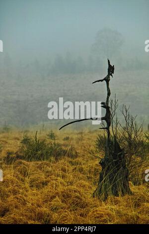 Alberi morti, Noir Flohay, High Fens, Belgion Foto Stock