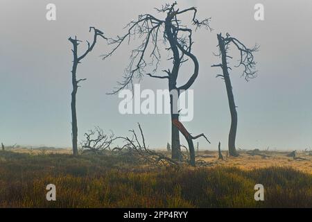 Noir Flohay, parco naturale di High Fens, Belgio in nebbia Foto Stock