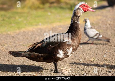 Anatra moscovy (Cairina moschata) a piedi nel parco Foto Stock