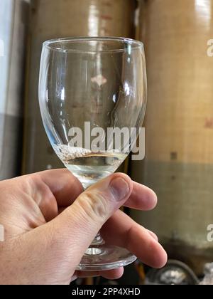 Tenere a mano un calice, degustando vino bianco locale in una piccola cantina a Martani, Castell' Arquato , PC Italy Foto Stock