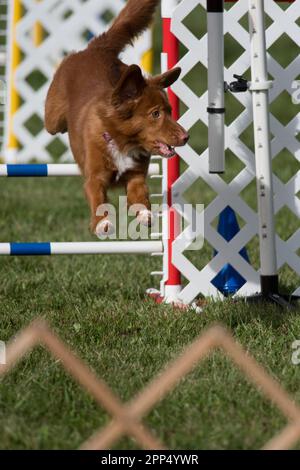 Nova Scotia Duck-Tolling Retriever saltando sopra un ostacolo in una gara di agilità Foto Stock