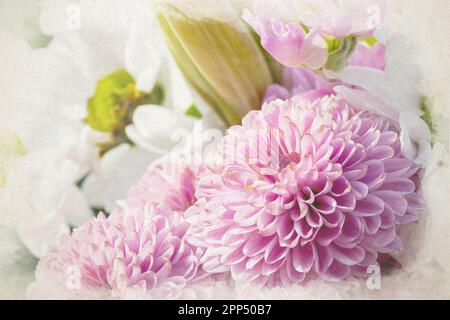 Una pittura digitale di acquerello di fiori rosa di Chrysanthemum in fiore con una profondità di campo bassa. Foto Stock