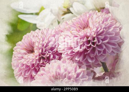 Una pittura digitale di acquerello di fiori rosa di Chrysanthemum in fiore con una profondità di campo bassa. Foto Stock