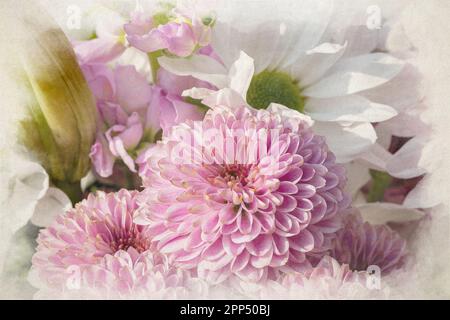 Una pittura digitale di acquerello di fiori rosa di Chrysanthemum in fiore con una profondità di campo bassa. Foto Stock