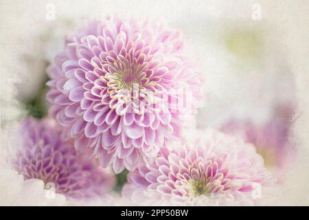 Una pittura digitale di acquerello di fiori rosa di Chrysanthemum in fiore con una profondità di campo bassa. Foto Stock