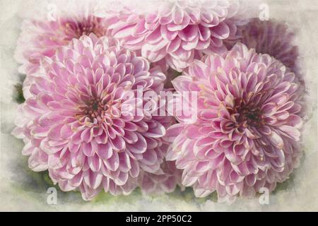 Una pittura digitale di acquerello di fiori rosa di Chrysanthemum in fiore con una profondità di campo bassa. Foto Stock