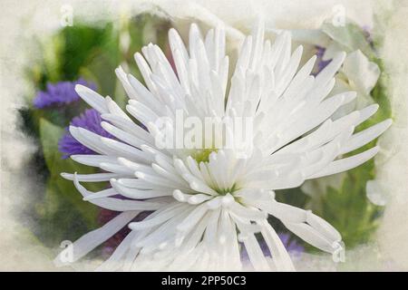 Pittura digitale ad acquerello di fiori bianchi di Astro in fiore con una profondità di campo bassa. Foto Stock