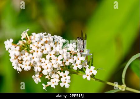 Macrofone di una mosca (Calliphoridae) arroccato sul fiore di una buddleia bianca. Foto Stock
