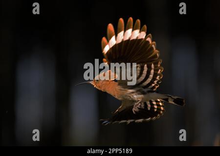 Hoopoe (Upupa epops) che vola con sfondo nero e retroilluminazione, Bird of the Year 2022, Central Elbe Biosphere Reserve, Sassonia-Anhalt Foto Stock