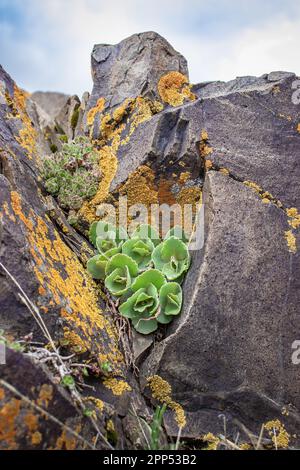 Primo piano succulento sulla foto del concetto di rocce. Pianta circondata da rocce in montagna. Immagini di alta qualità per lo sfondo Foto Stock