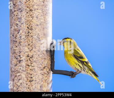 Closeup di un uccello siskin maschile seduto su un uccello alimentatore Foto Stock