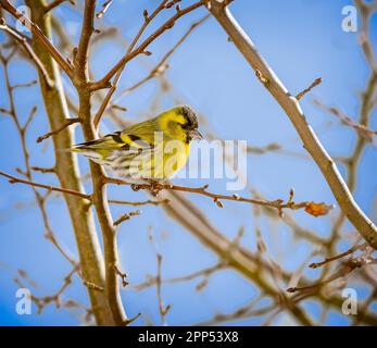 Maschio nero-guidato cardellino seduto su un ramoscello Foto Stock