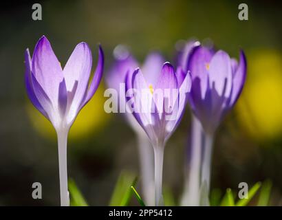 Giardino con fiori di croco in un prato con fuoco morbido Foto Stock