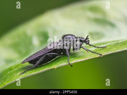 Macro di una volata di marcia nera (Bibio marci) su una foglia verde Foto Stock