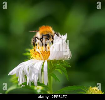 Macro di un'ape di carda comune impollinando su un fiore d'astro Foto Stock