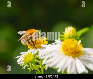 Macro di un'ape di carda comune impollinando su un fiore d'astro Foto Stock