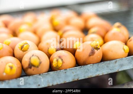 Balut, un embrione fecondato all'interno di un uovo, delicatezza del sud-est asiatico, popolare in Cambogia, visualizzato su un vassoio di metallo per passanti by.The stickki di becchi gialli Foto Stock