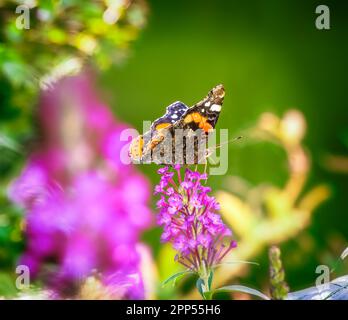 Macro di una farfalla ammiraglio che raccoglie nettare ad un budleja fioritura Foto Stock