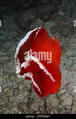 Libera nuoto ballerina spagnola (Hexabranchus sanguineus) di notte. Sito di immersione Abu Dabab, Mar Rosso, Egitto Foto Stock