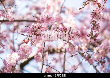 Cherry Blossom tree - Tokyo, Giappone Foto Stock