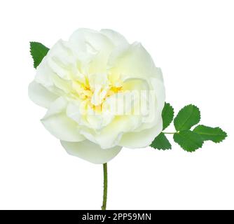 White Rose fiore isolato su sfondo bianco Foto Stock