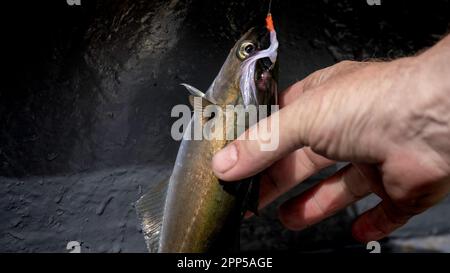 Uomo Wirh pesce catturato mentre pesca in mare Foto Stock