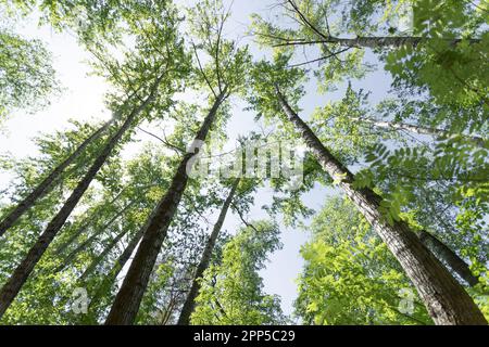 Alti alberi decidui soleggiato cime contro il cielo. Cime di alberi in foresta soleggiata. Foresta primavera o paesaggio estivo. Sfondo naturale o sfondi. Largo Foto Stock