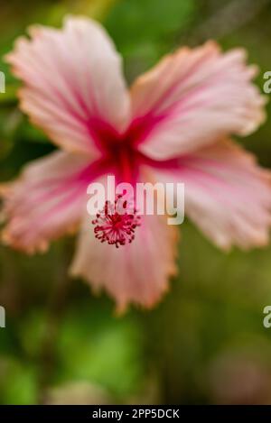 Questa accattivante fotografia mostra l'intricata e delicata bellezza di un singolo fiore, i suoi petali perfettamente formati e squisitamente dettagliati. Il Foto Stock