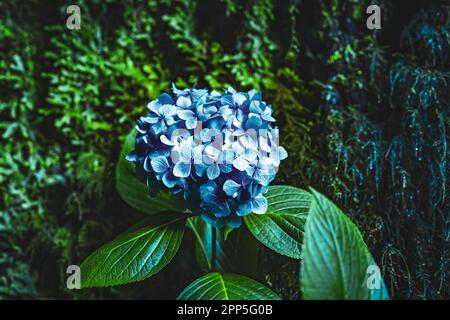 Descrizione: Splendidi fiori blu fotografati in un pittoresco burrone nella foresta pluviale di Madeira. Levada di Caldeirão Verde, Isola di Madeira, P. Foto Stock