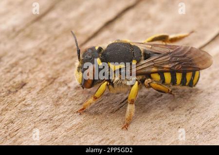 Primo piano dettagliato di una femmina del fiorentino Woolcarder Bee, Anthidium florentinum Foto Stock