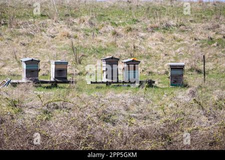 Cinque alveari o apiari su una banca erbosa in una riserva naturale per incoraggiare le api a colonizzare gli alveari e vivere e crescere i loro giovani Foto Stock