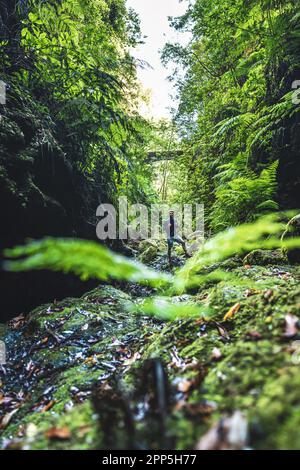 Descrizione: Atlhletic zaino in spalla uomo a piedi su una gola coperta di felce con vecchio ponte da qualche parte nella foresta pluviale di Madeiran in mattinata. Levada di Calde Foto Stock