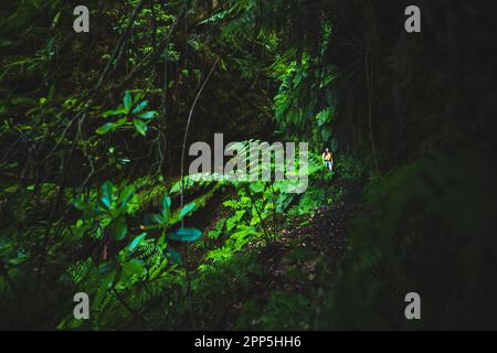 Descrizione: Atlhletic donna turistica a piedi su una gola coperta di felce con vecchio ponte da qualche parte nella foresta pluviale di Madeiran al mattino. Levada di Caldei Foto Stock