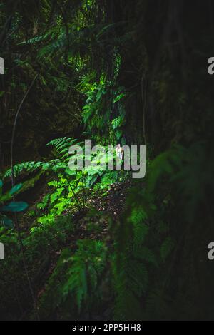 Descrizione: Backpacker donna a piedi su una gola coperta di felce con vecchio ponte da qualche parte nella foresta pluviale di Madeiran in mattinata. Levada di Caldeirão Ver Foto Stock