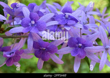 Bella carta da parati fiori vista di una vite di carta vetrata (Petrea Volubilis). Questo colore viola fiori sono anche noti come la corona viola Foto Stock