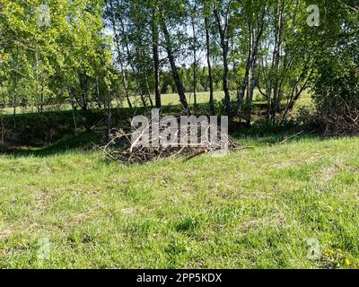 Un mucchio di rami ai margini della foresta, in primavera Foto Stock