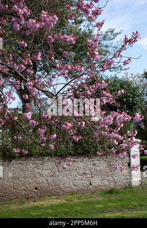 Rosa Cherry Blossom, West Argyll Street, Helensburgh, Scozia Foto Stock