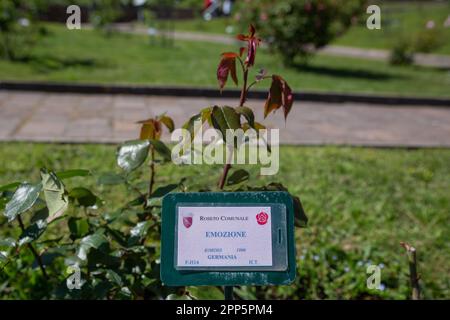 Roma, Italia. 21st Apr, 2023. Segno di una pianta di rosa all'interno del Giardino Comunale delle Rose di Roma (Foto di Matteo Nardone/Pacific Press) Credit: Pacific Press Media Production Corp./Alamy Live News Foto Stock