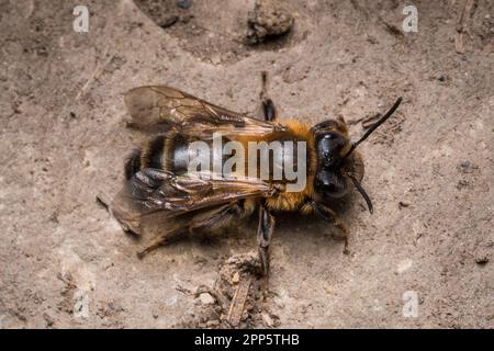 Un'ape di estrazione del cioccolato (Andrena scotica) poggia sul terreno. Preso a Hawthorn Hive, contea Durham. Foto Stock