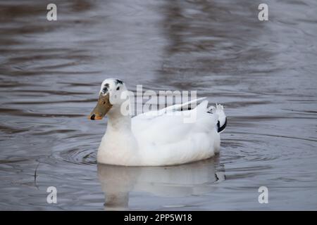 Una rara Mallard leucistica maschile sulle rive del lago Ontario. Foto Stock