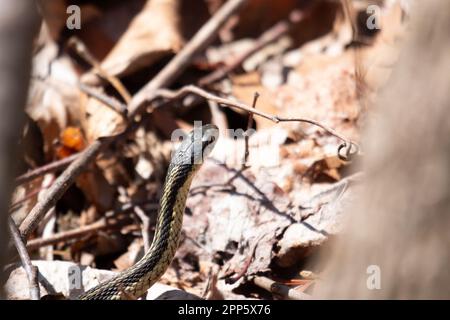 Un giovane serpente garter emerge da esso è den all'inizio della primavera in Canada Foto Stock