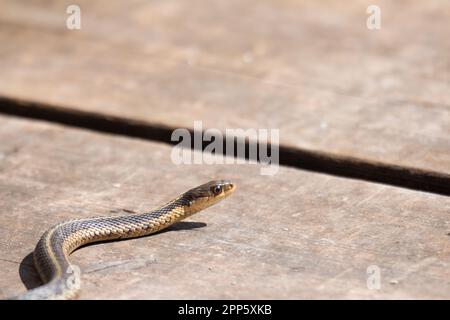 Un giovane serpente garter emerge da esso è den all'inizio della primavera in Canada Foto Stock