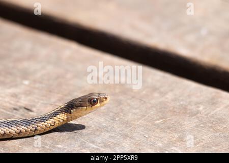 Un giovane serpente garter emerge da esso è den all'inizio della primavera in Canada Foto Stock