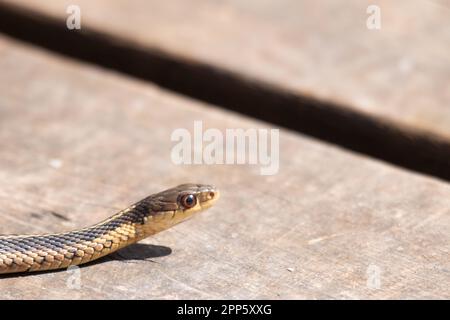 Un giovane serpente garter emerge da esso è den all'inizio della primavera in Canada Foto Stock